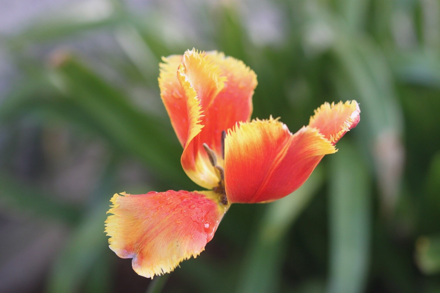 tulips 3.jpg