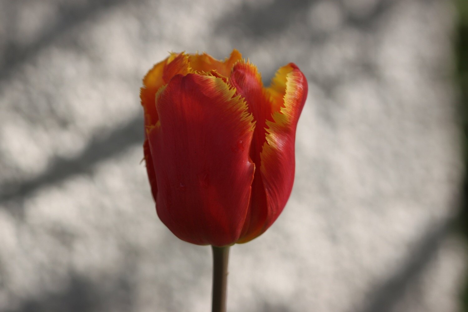 tulips 5.jpg