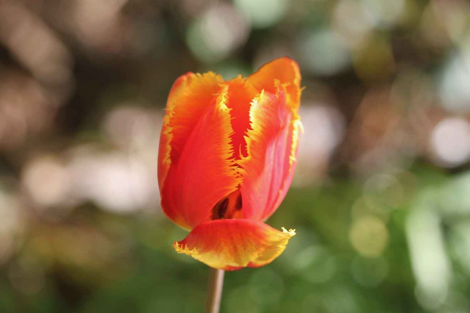 tulips 6.jpg