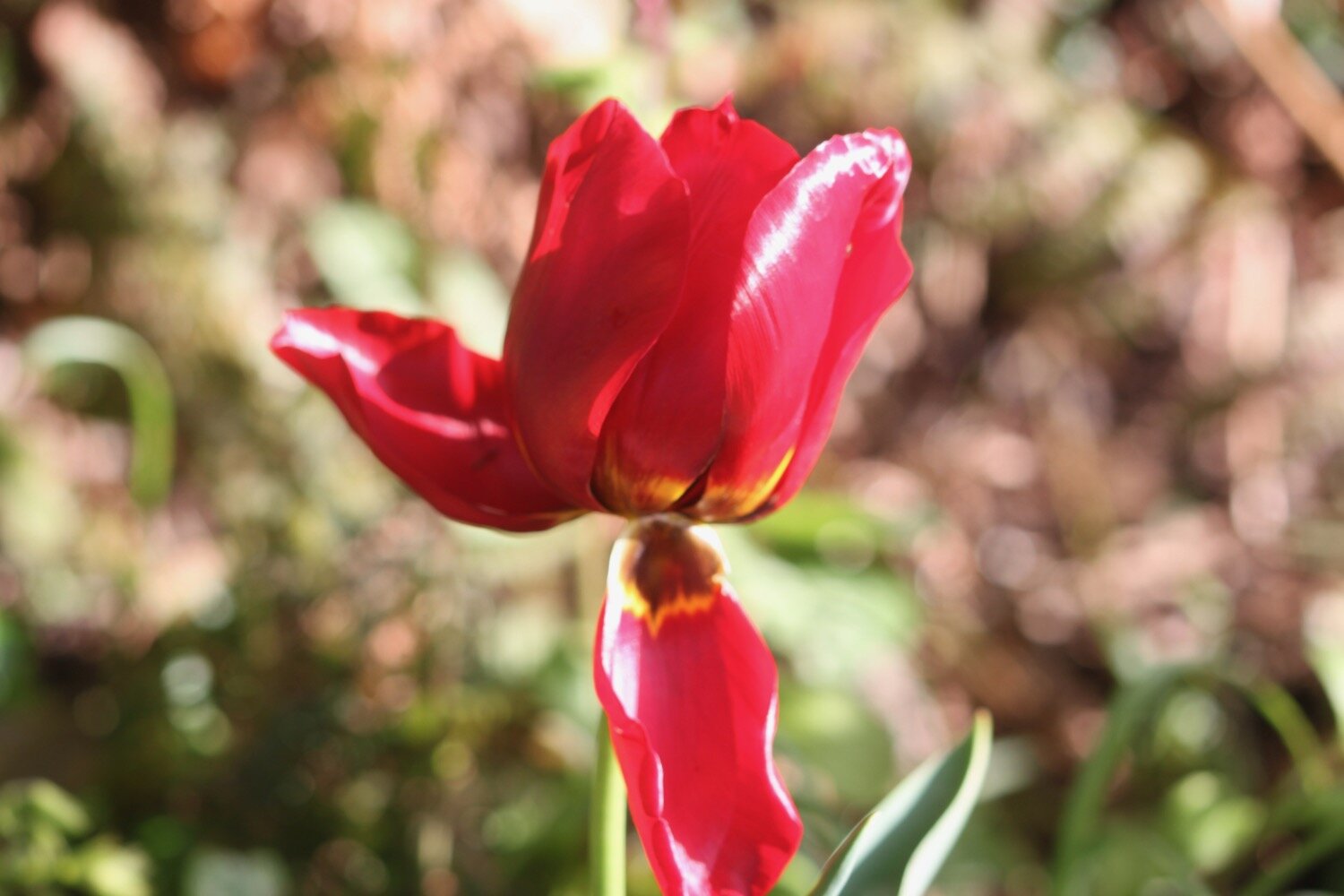 tulips 7.jpg