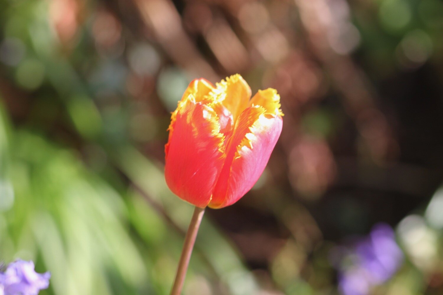 tulips 8.jpg