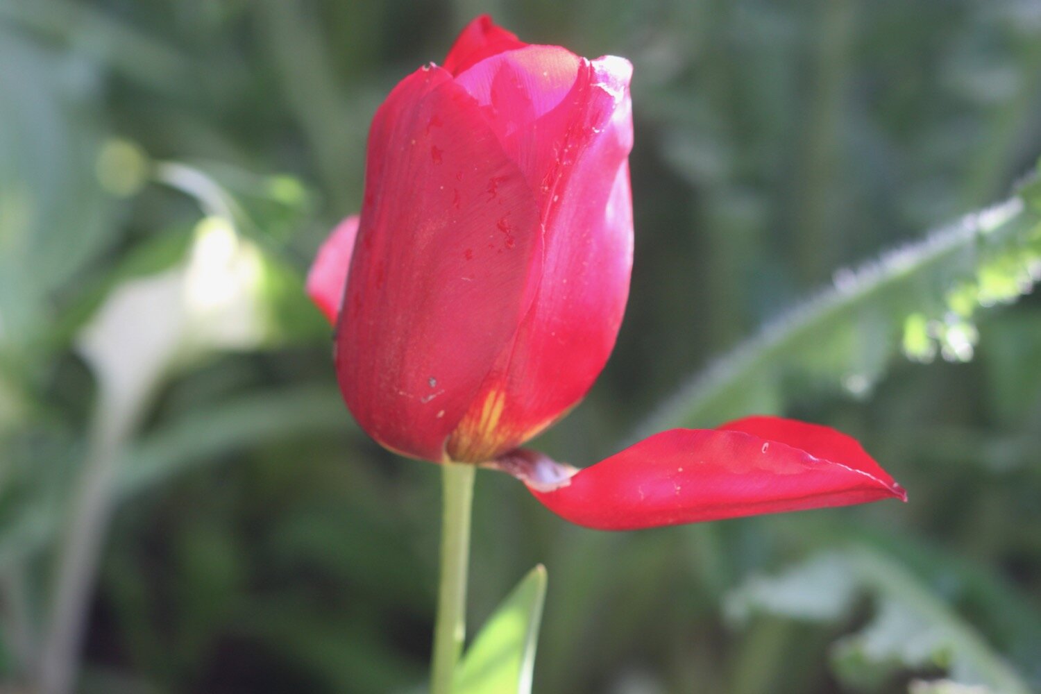 tulips 9.jpg