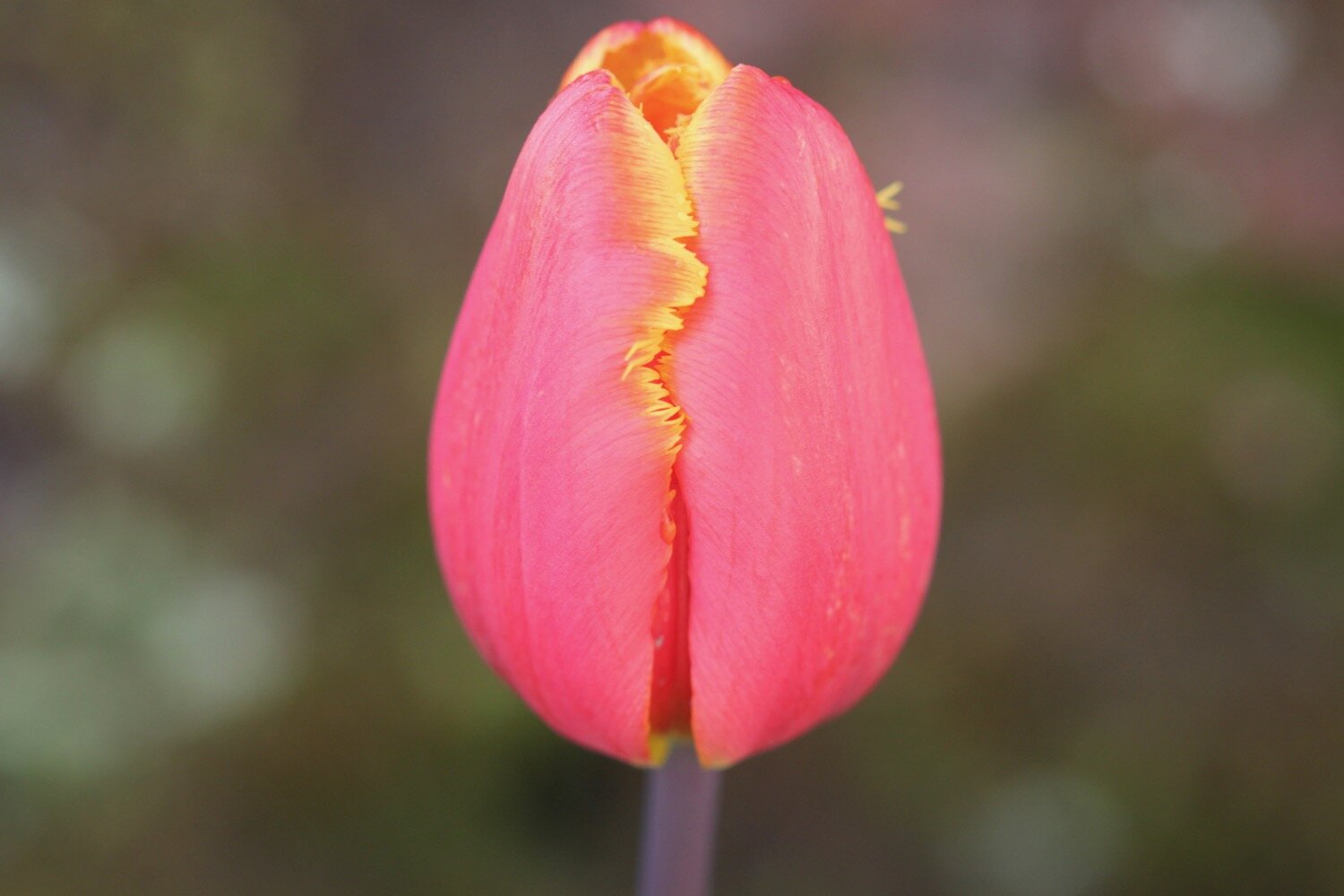 tulips 10.jpg