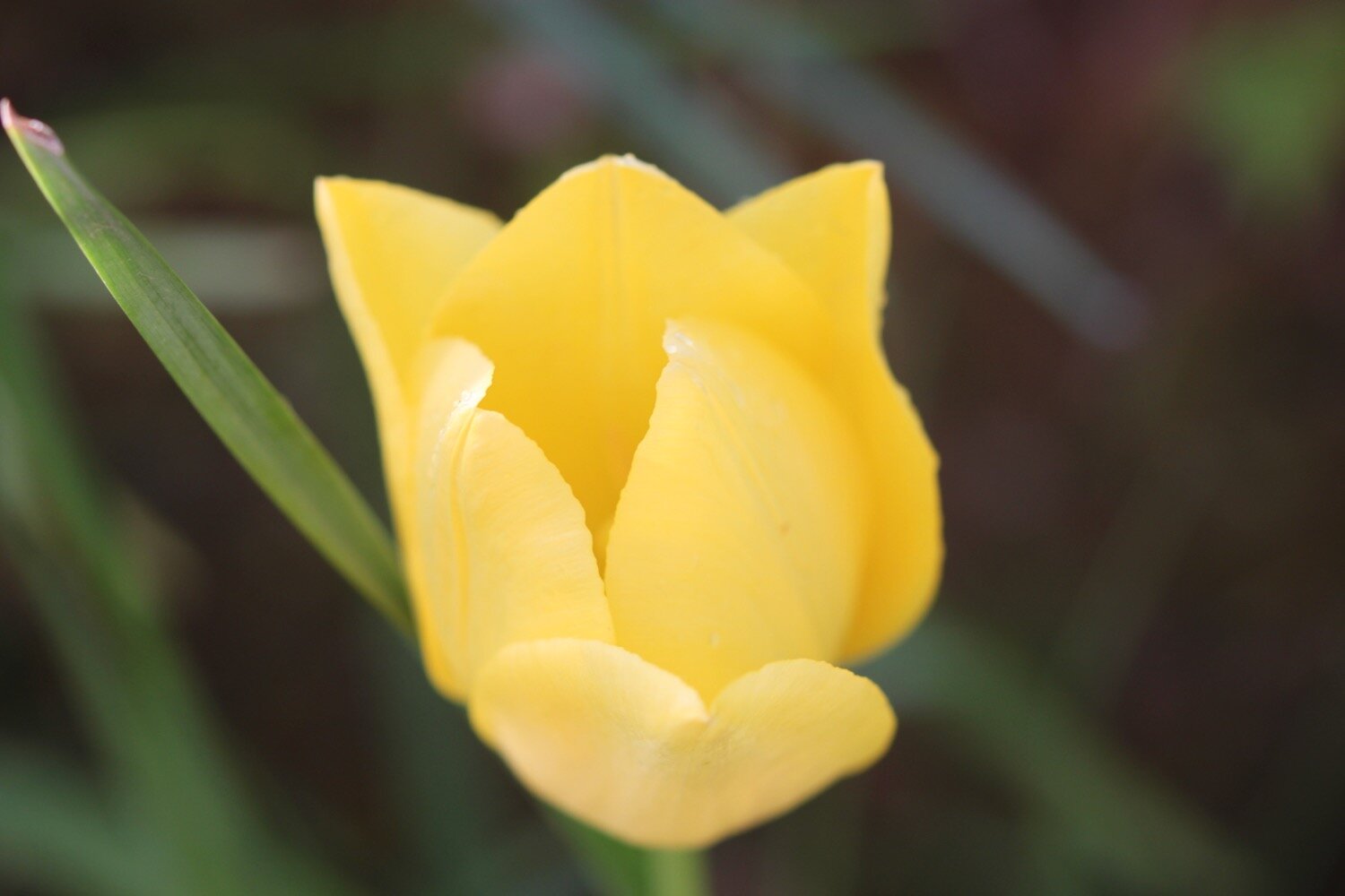 tulips 12.jpg