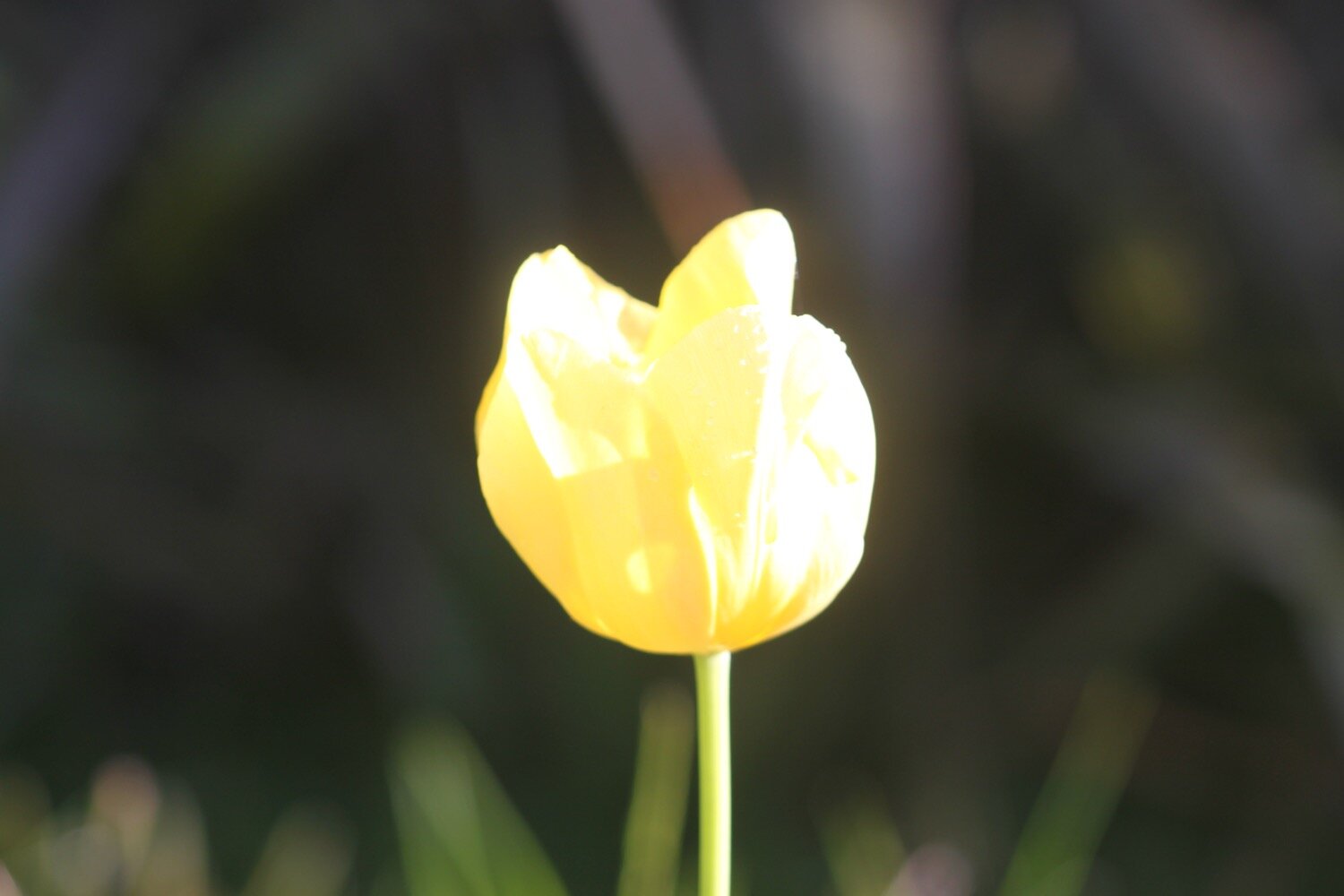 tulips 13.jpg