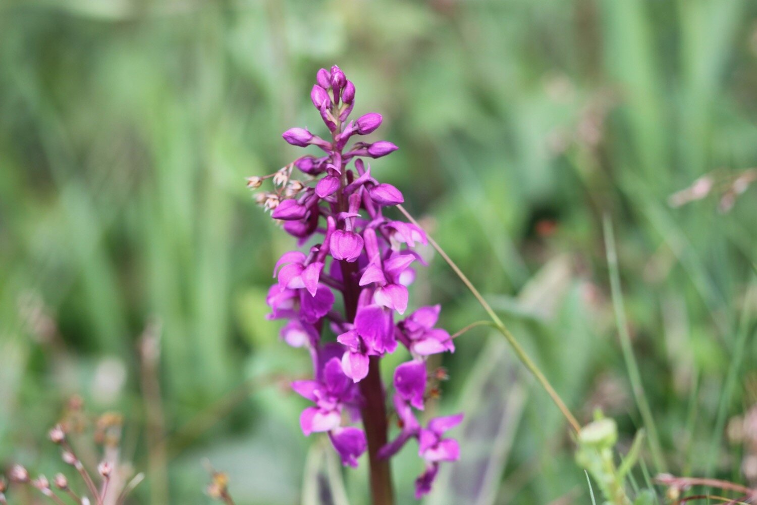 early purple orchid 1.jpg