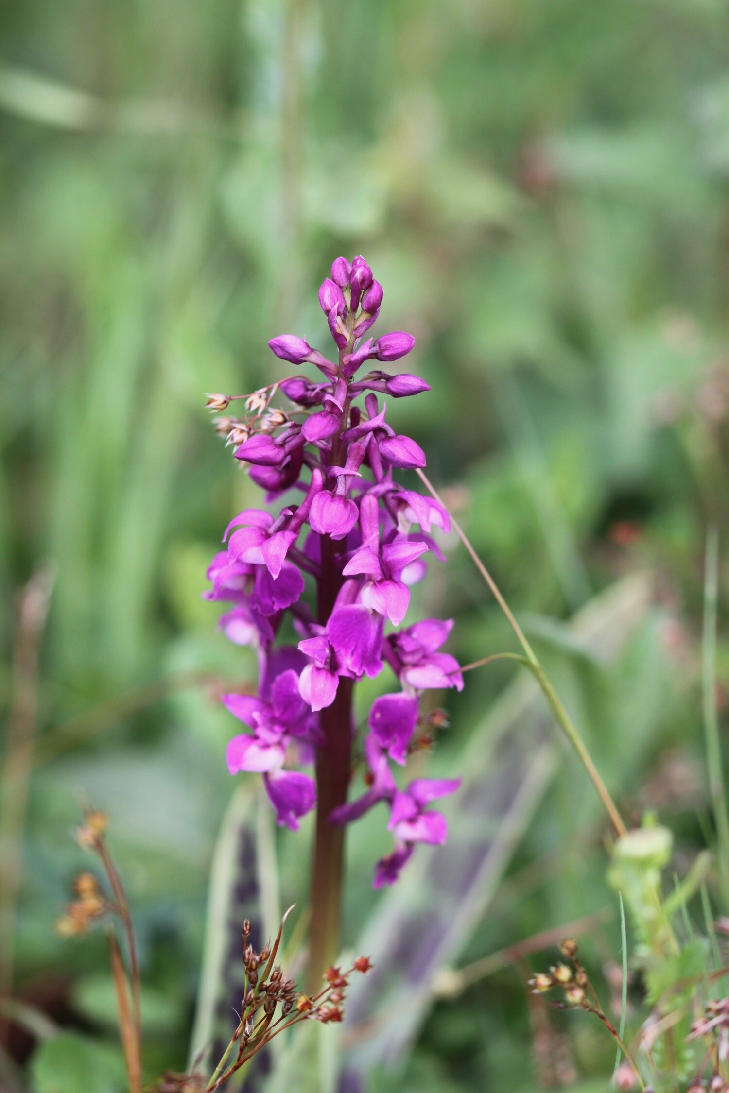 early purple orchid 2.jpg