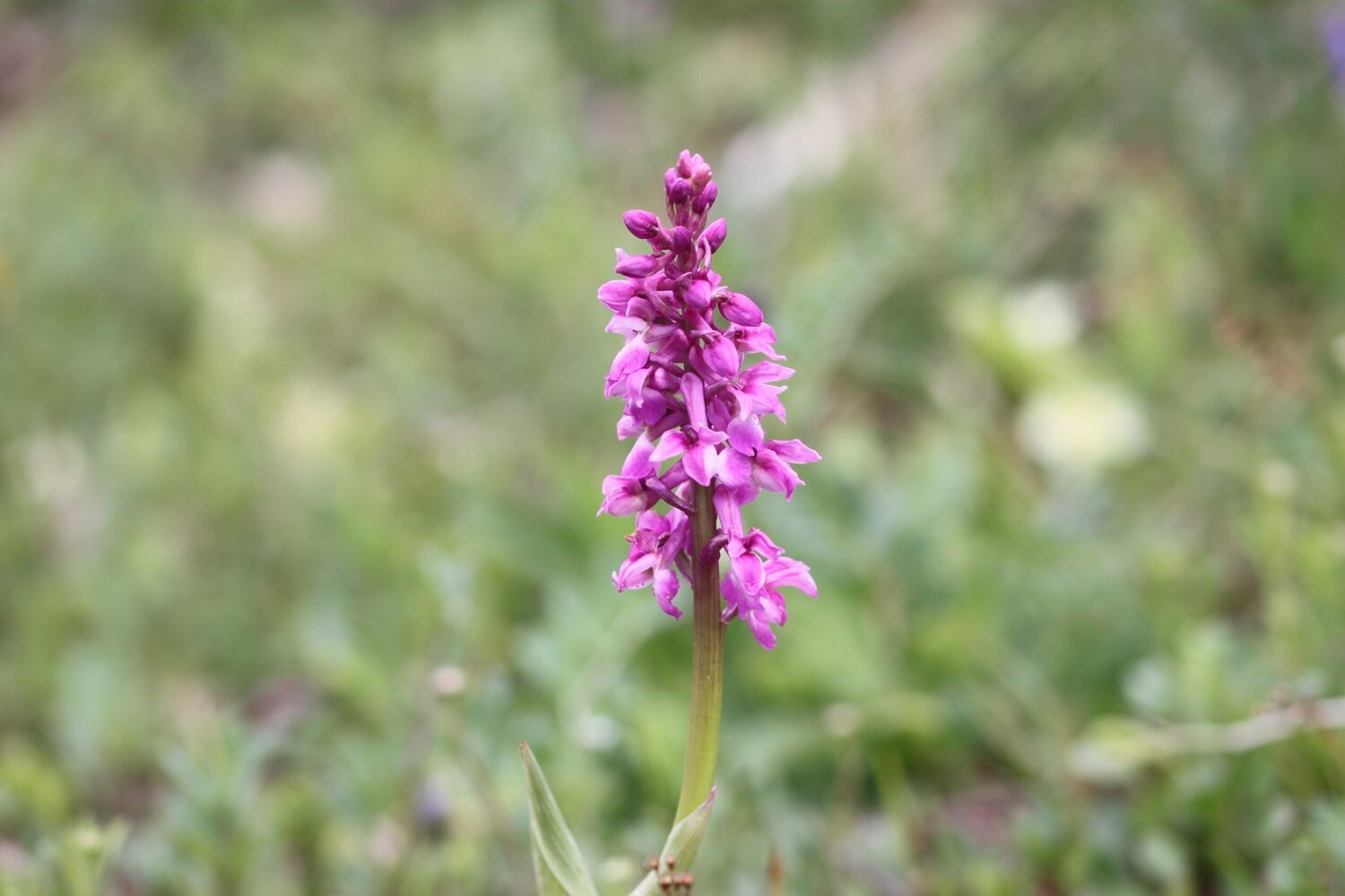 early purple orchid 3.jpg