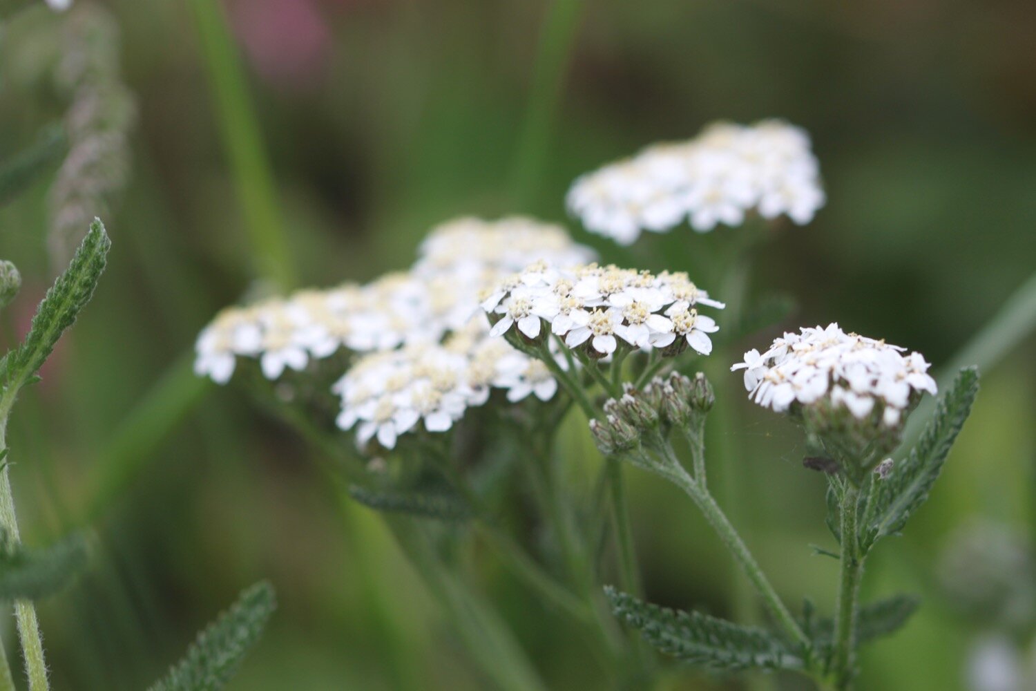 wildflowers 5.jpg