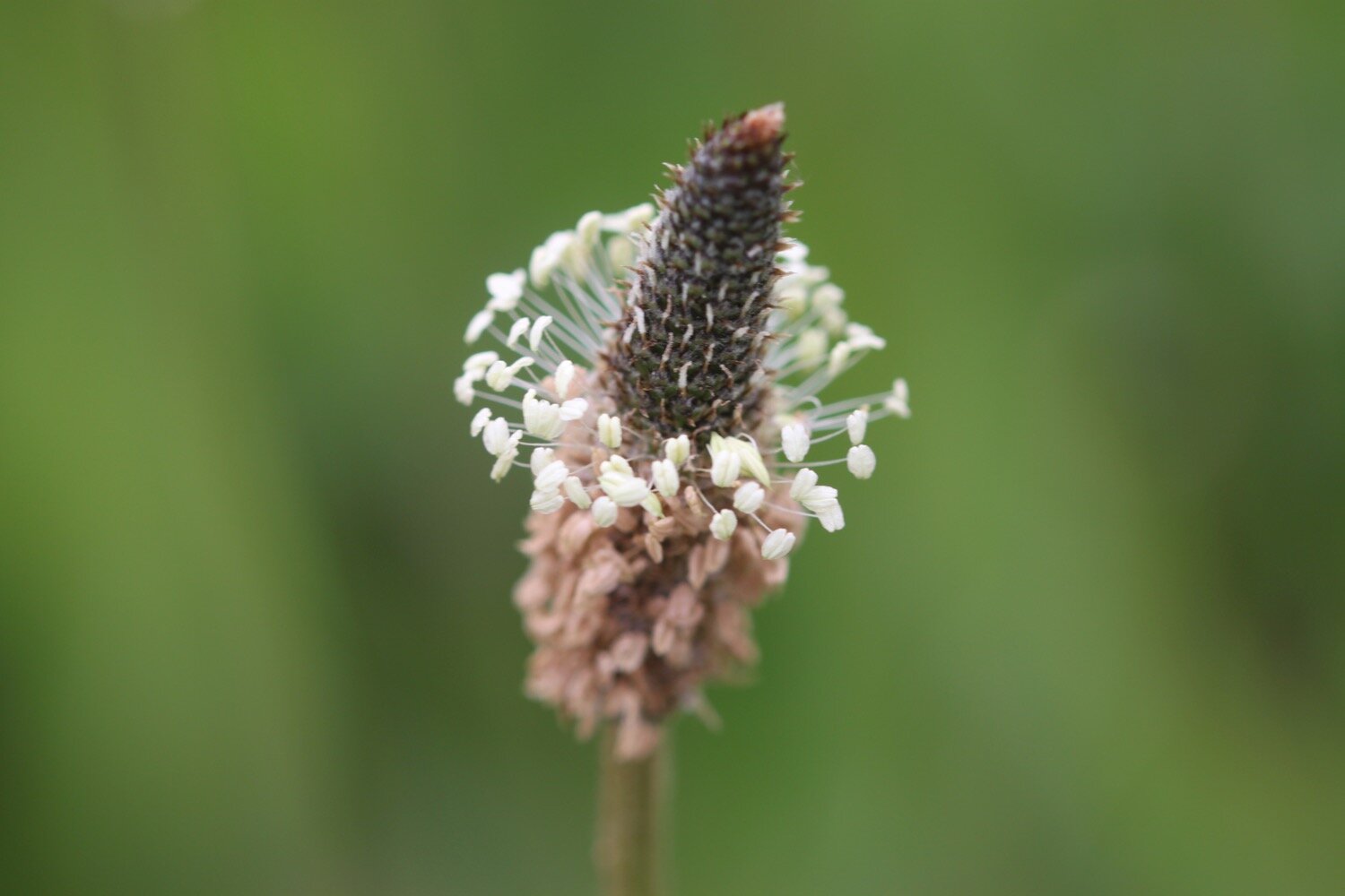 ribwort plantain 1.jpg