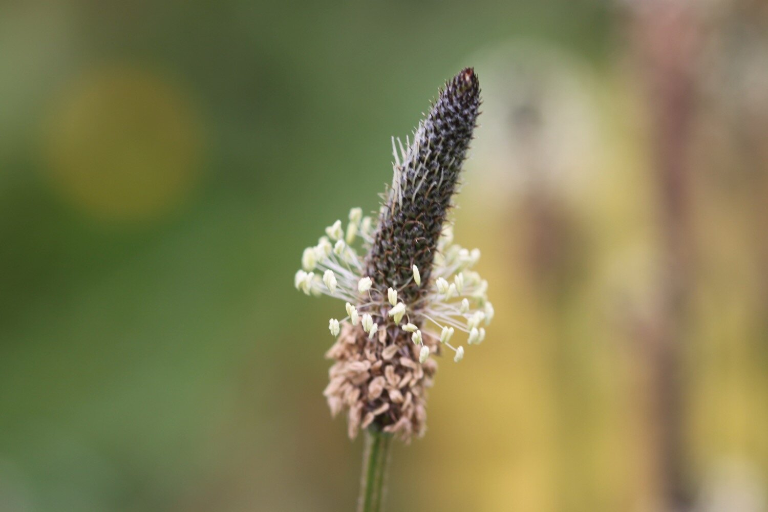 ribwort plantain 2.jpg