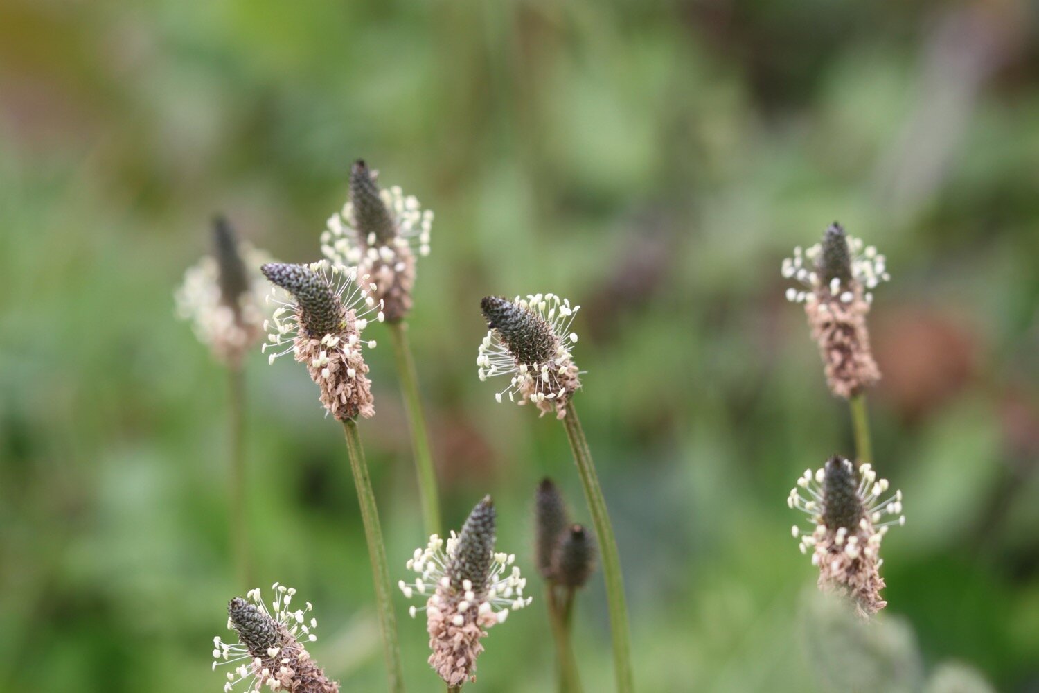 ribwort plantain 4.jpg