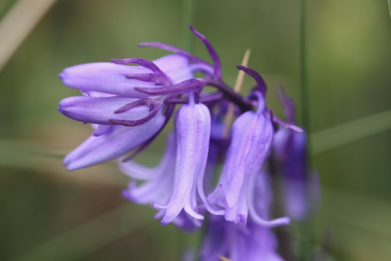 wildflowers 10.jpg