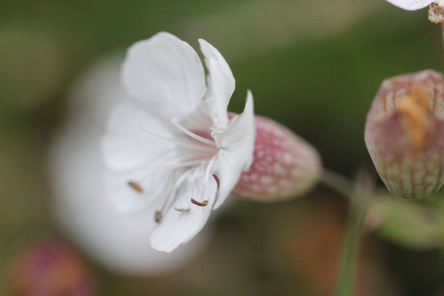 wildflowers 11.jpg