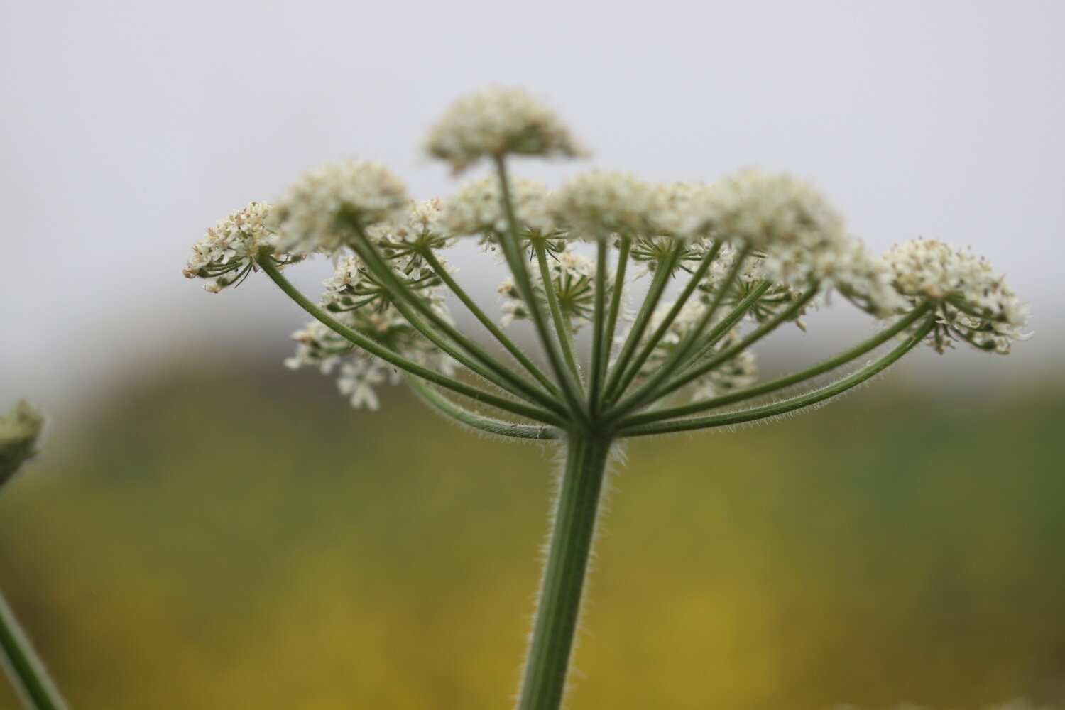 wildflowers 12.jpg