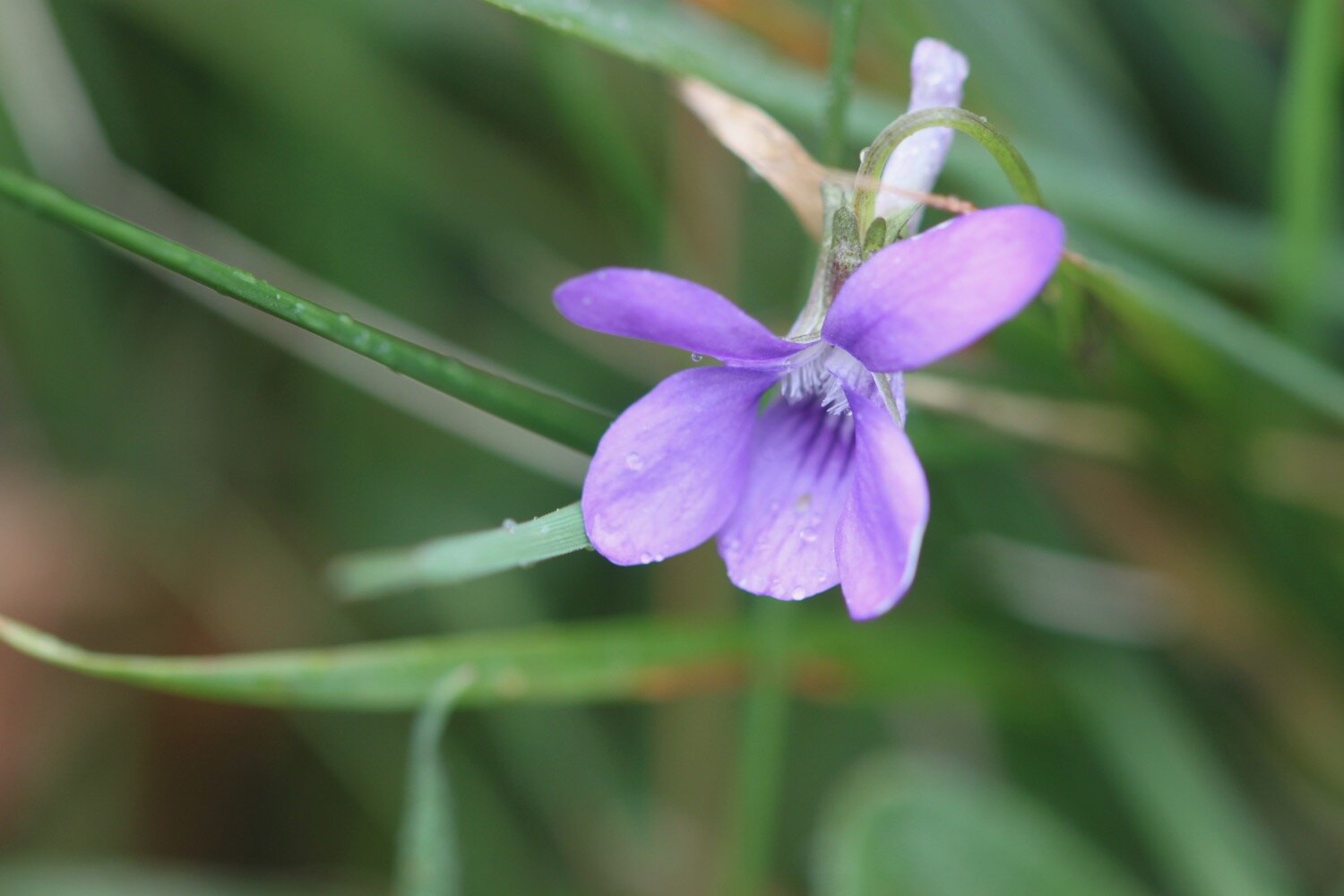 wildflowers 16.jpg