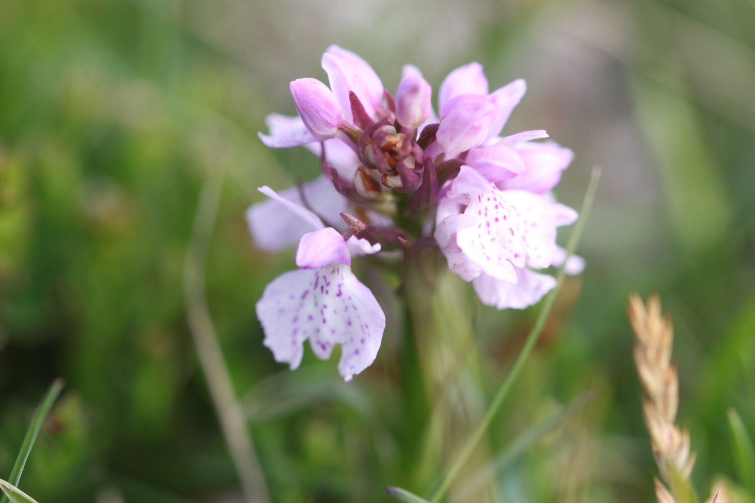 heath spotted orchid 1.jpg