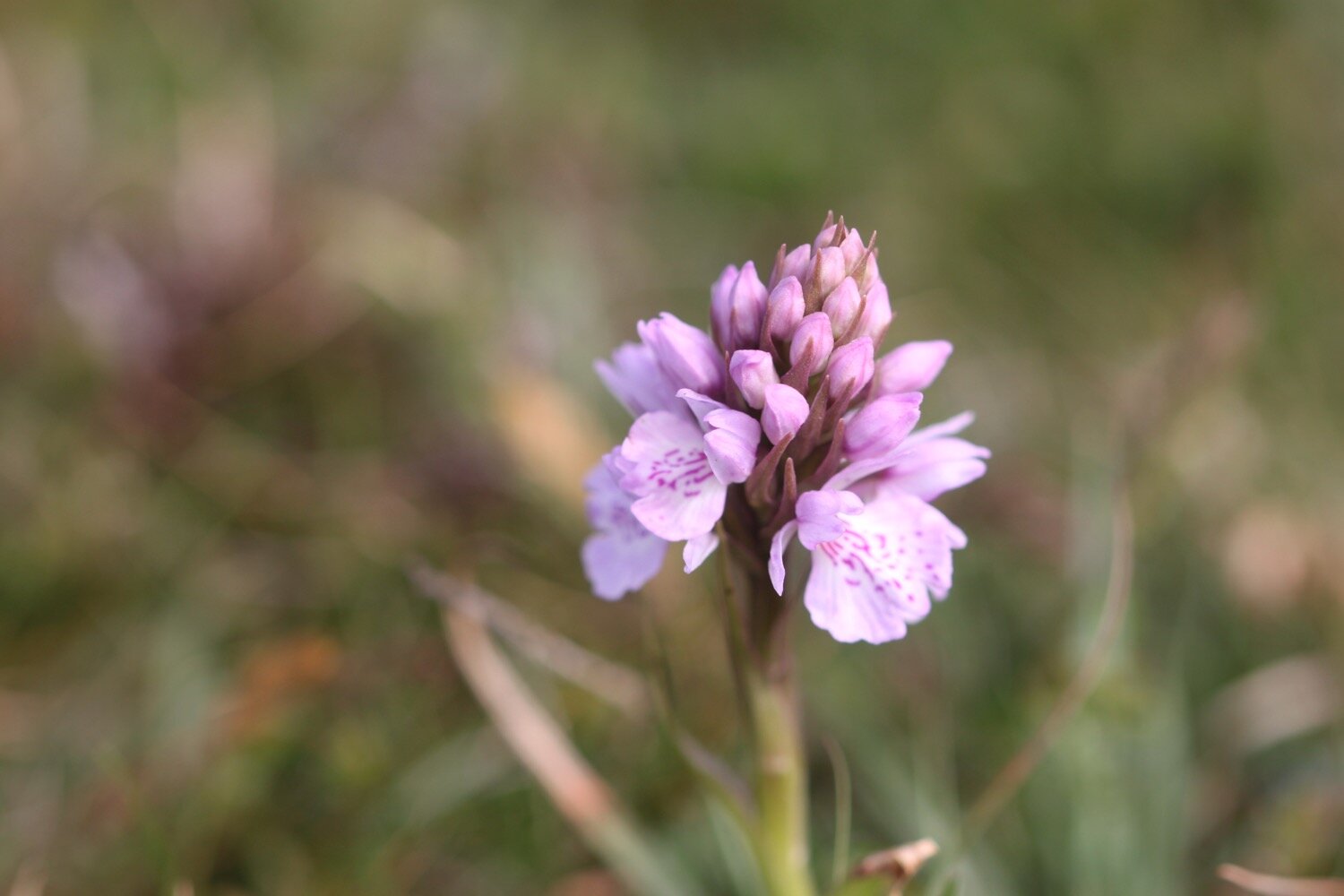 heath spotted orchid 2.jpg