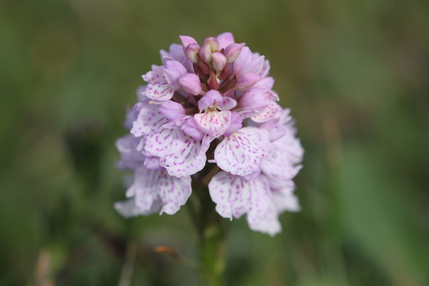 heath spotted orchid 3.jpg
