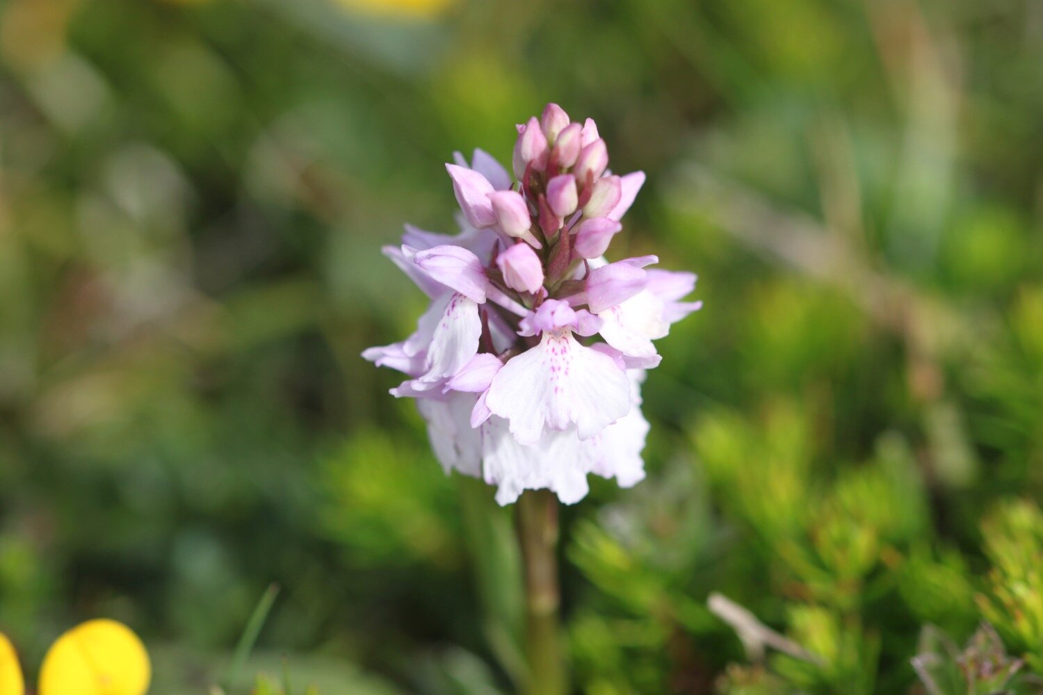 heath spotted orchid 4.jpg