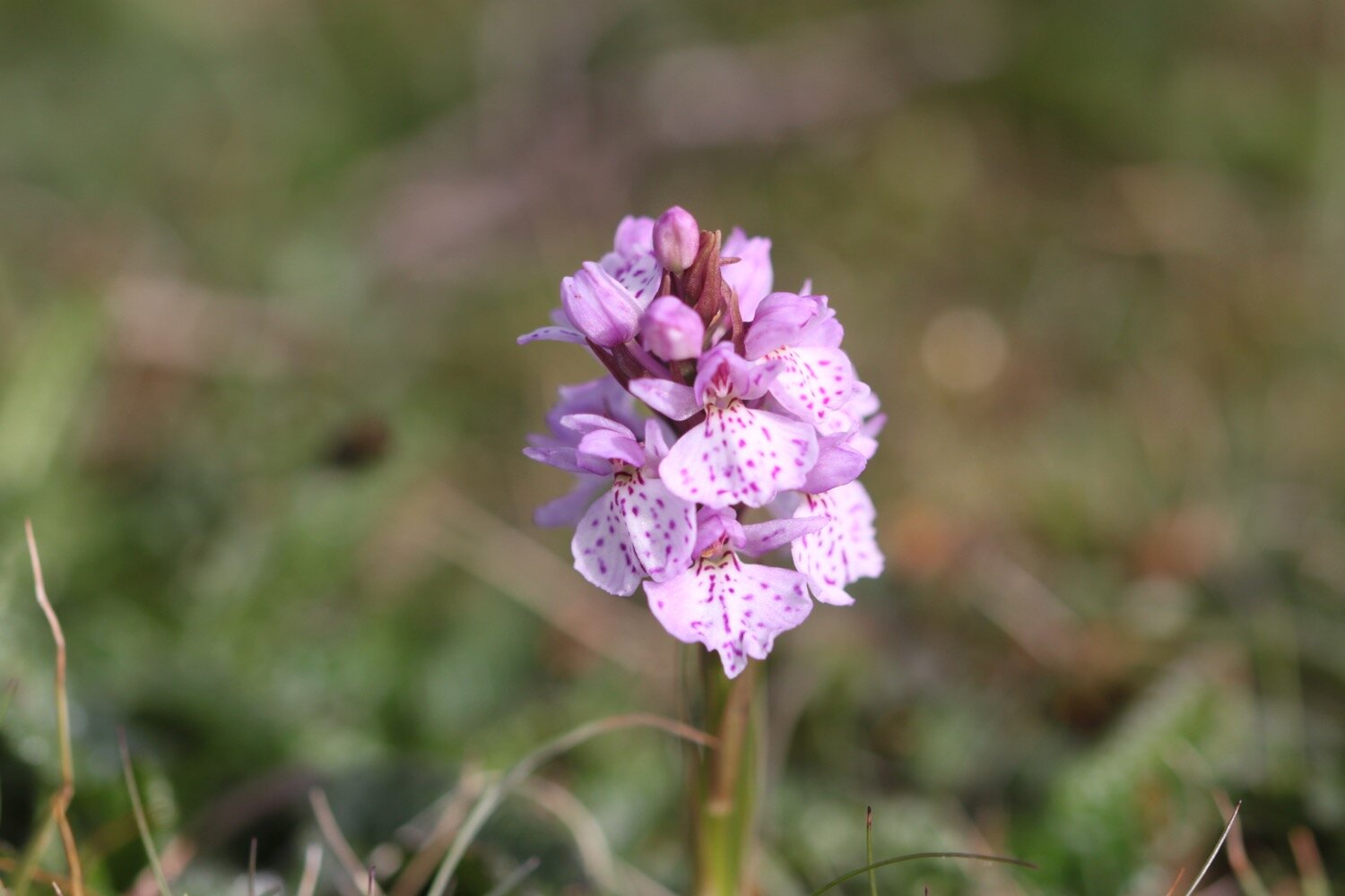 heath spotted orchid 5.jpg