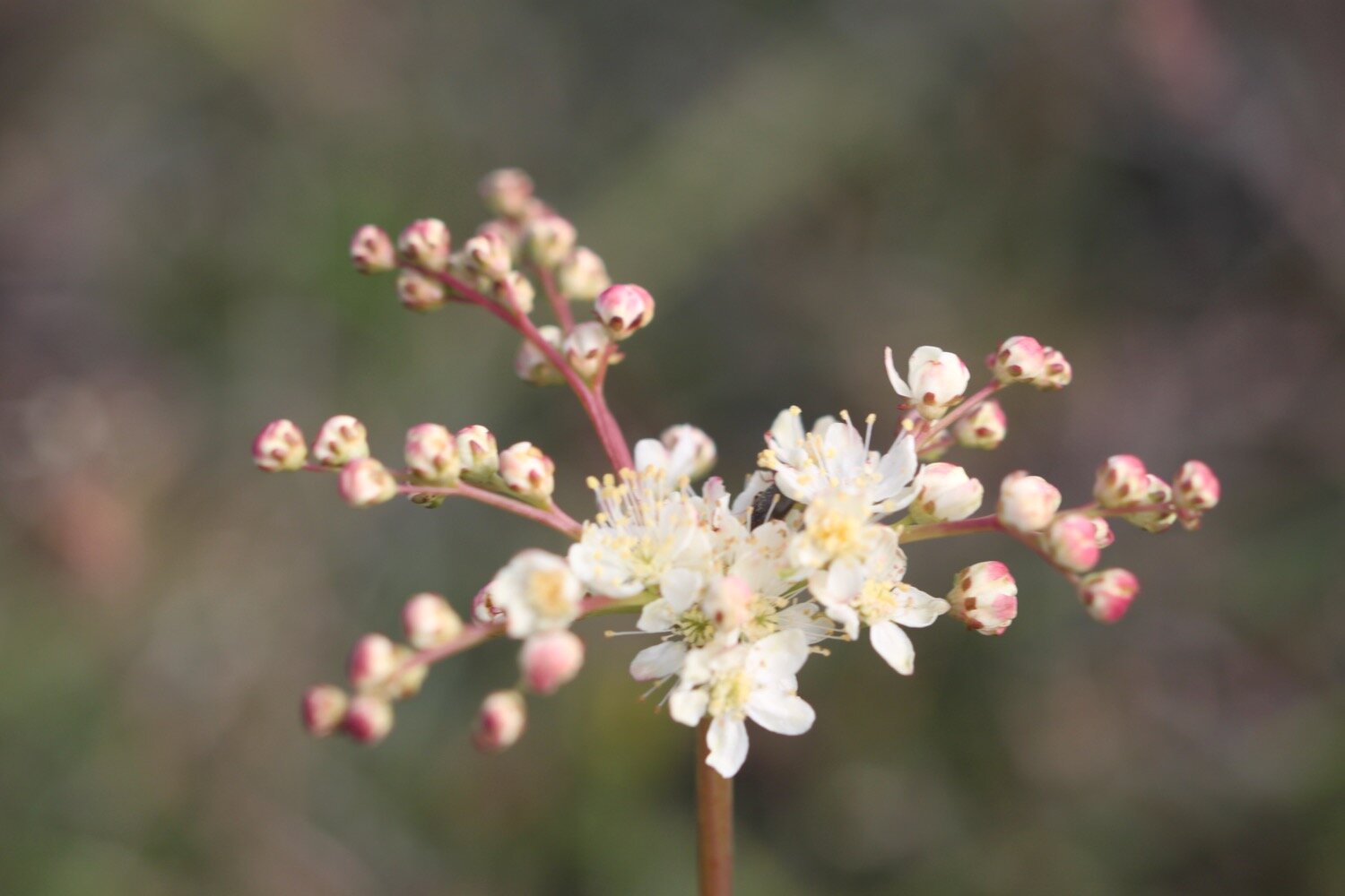 wildflowers 11.jpg