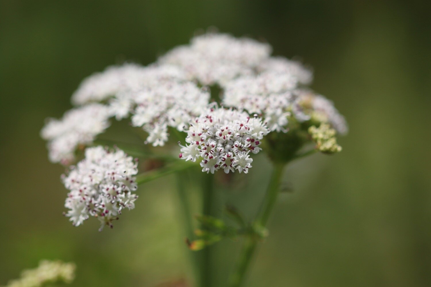 wildflowers 21.jpg