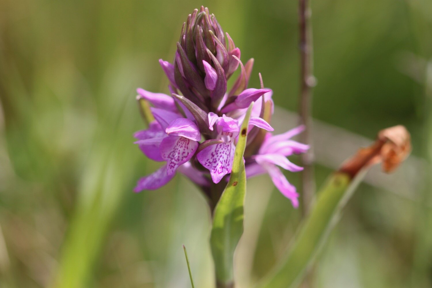 southern marsh orchid 2.jpg