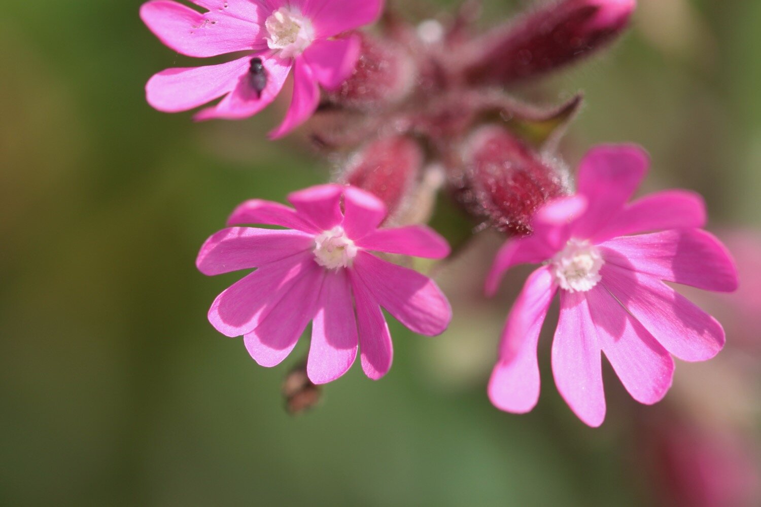 wildflowers 30.jpg