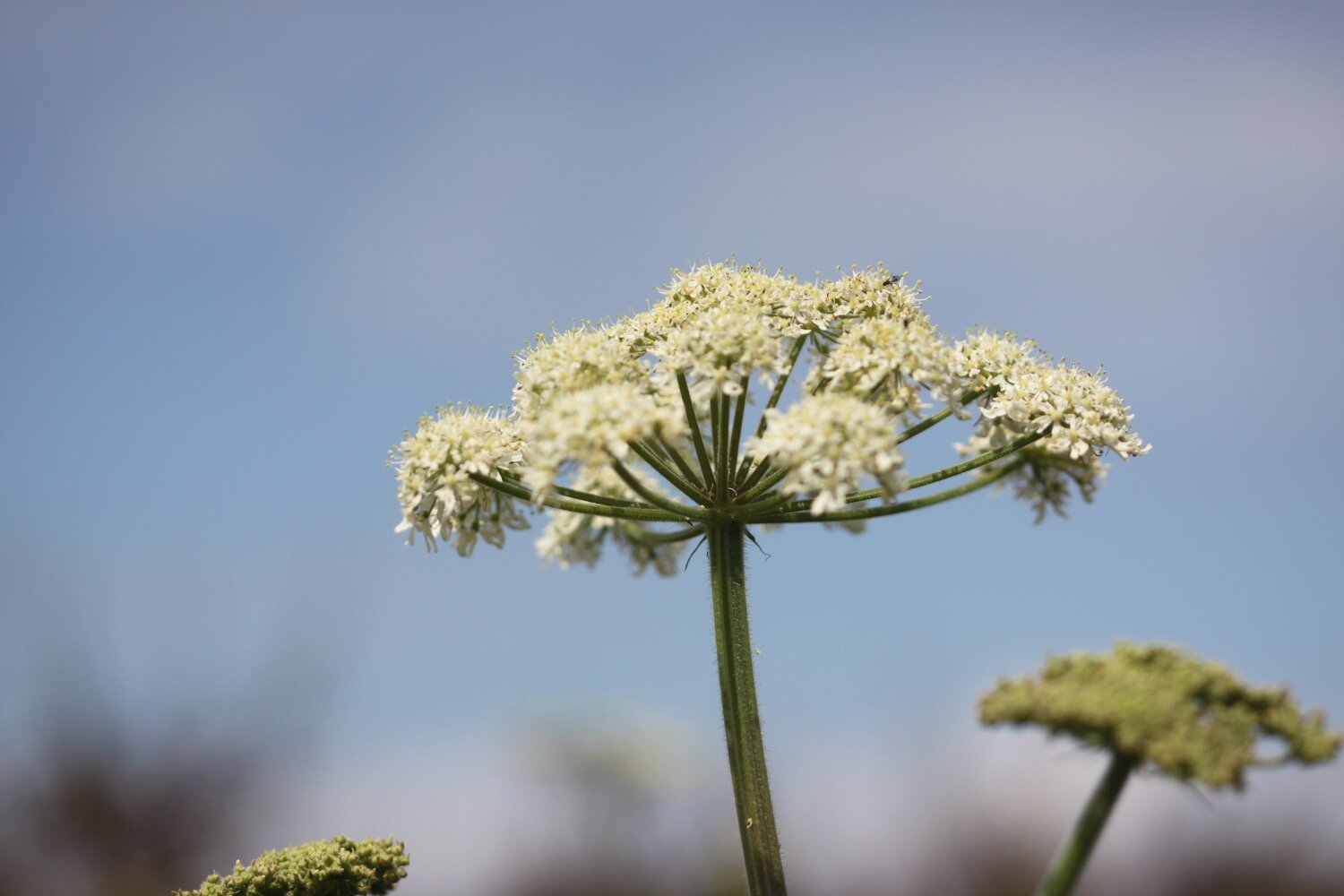 wildflowers 32.jpg