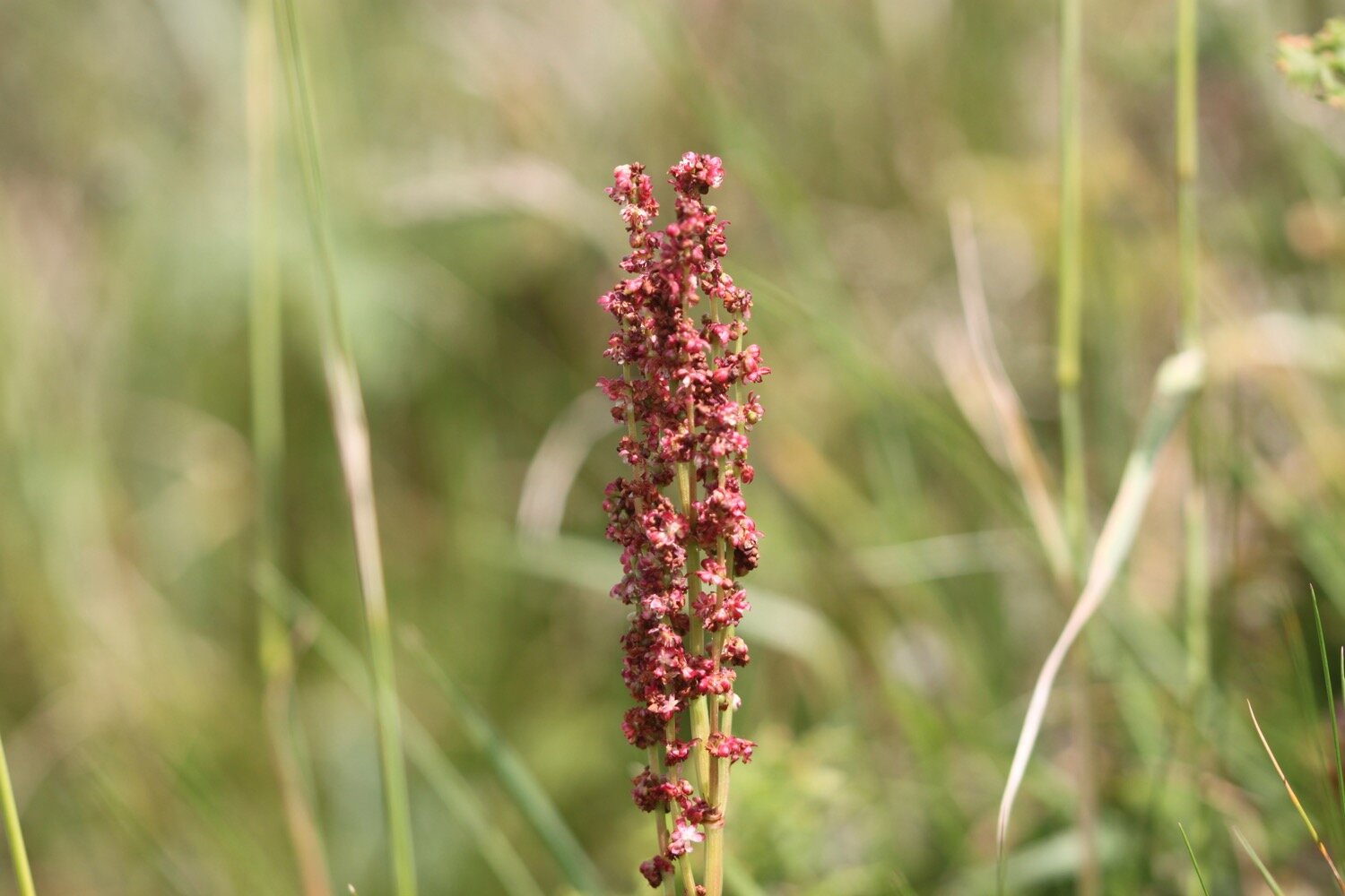 wildflowers 34.jpg