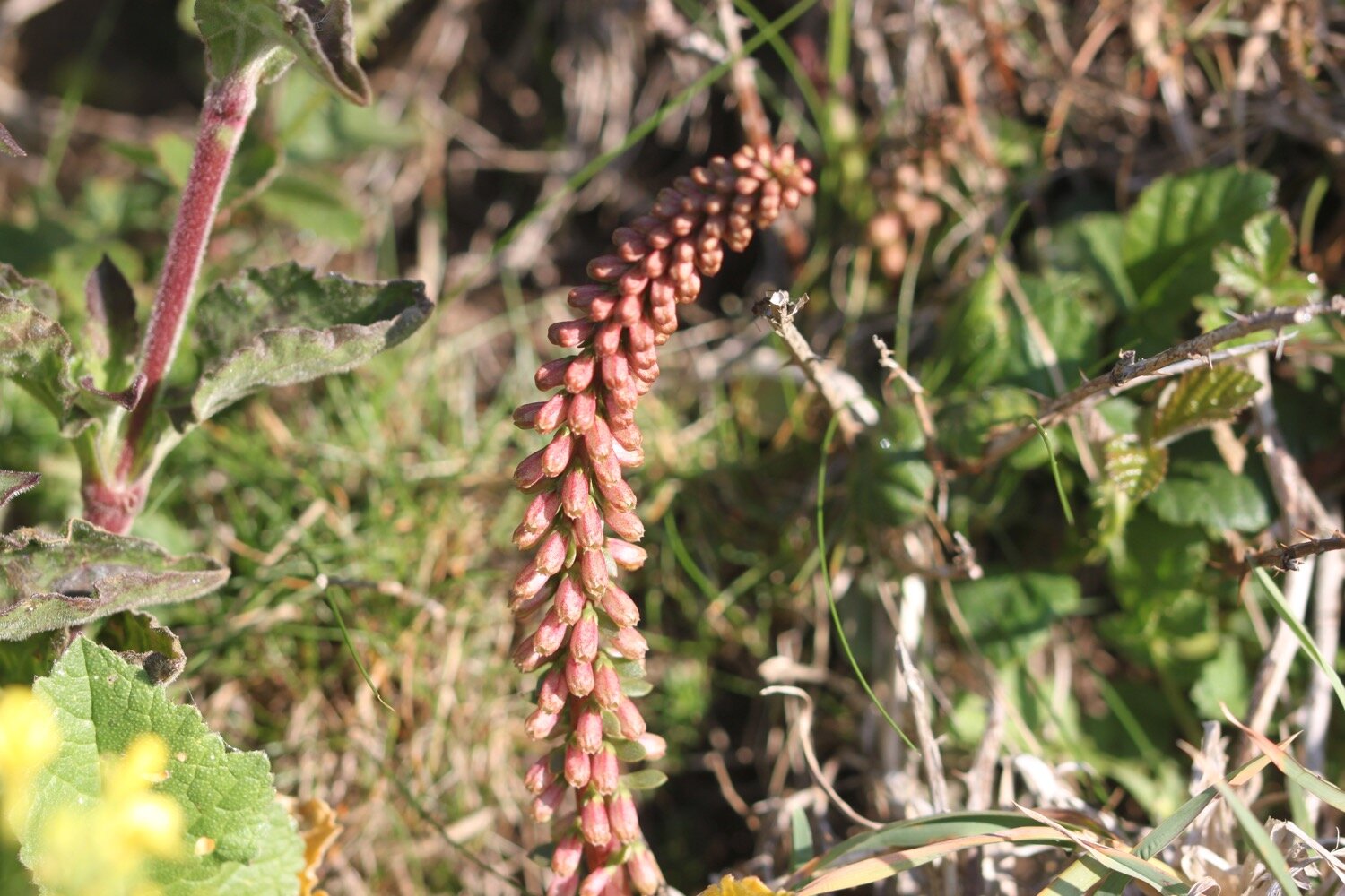 wildflowers 15.jpg