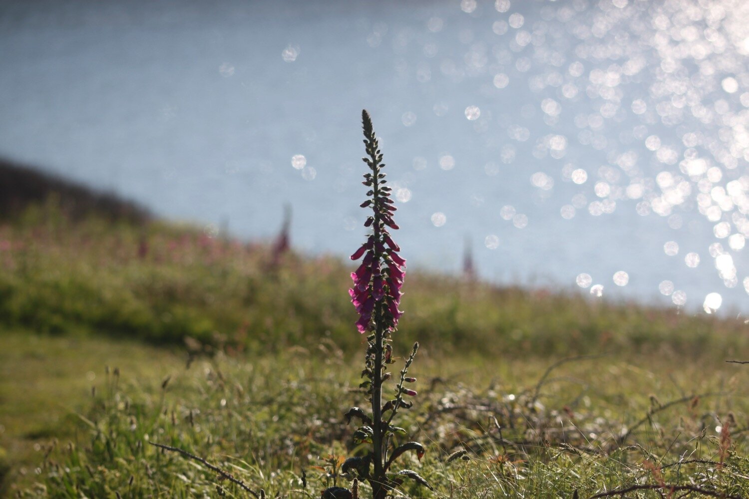 wildflowers 9.jpg