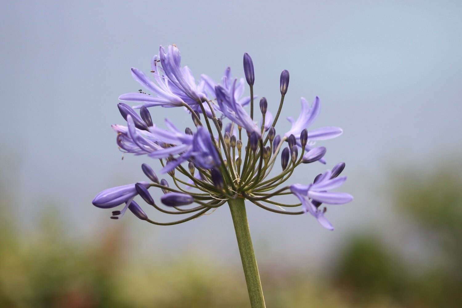 wildflowers 60.jpg