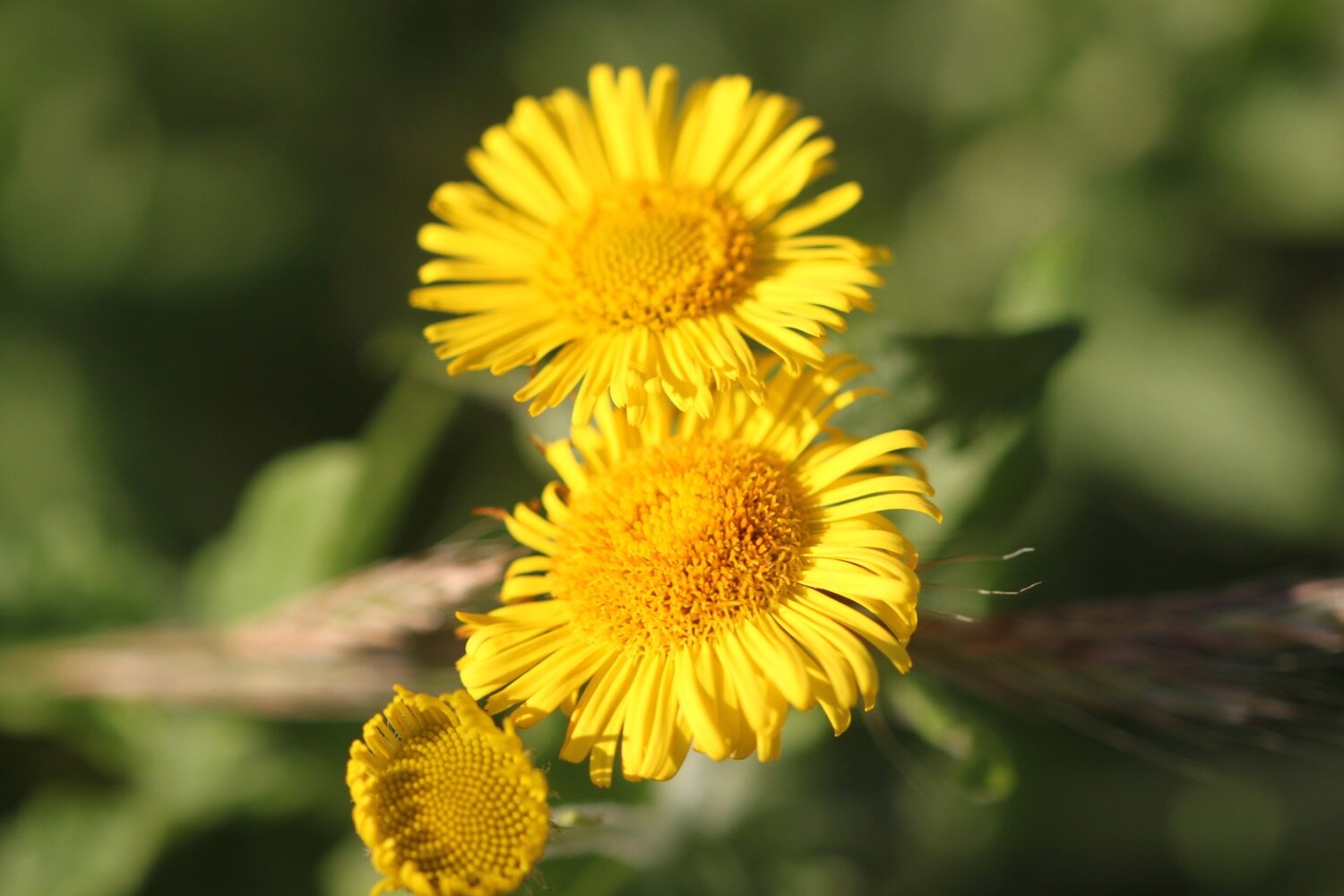 wildflowers 10.jpg