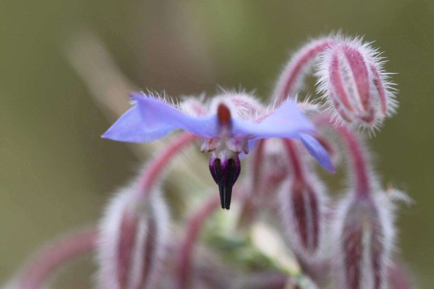 borage etc 2.jpg