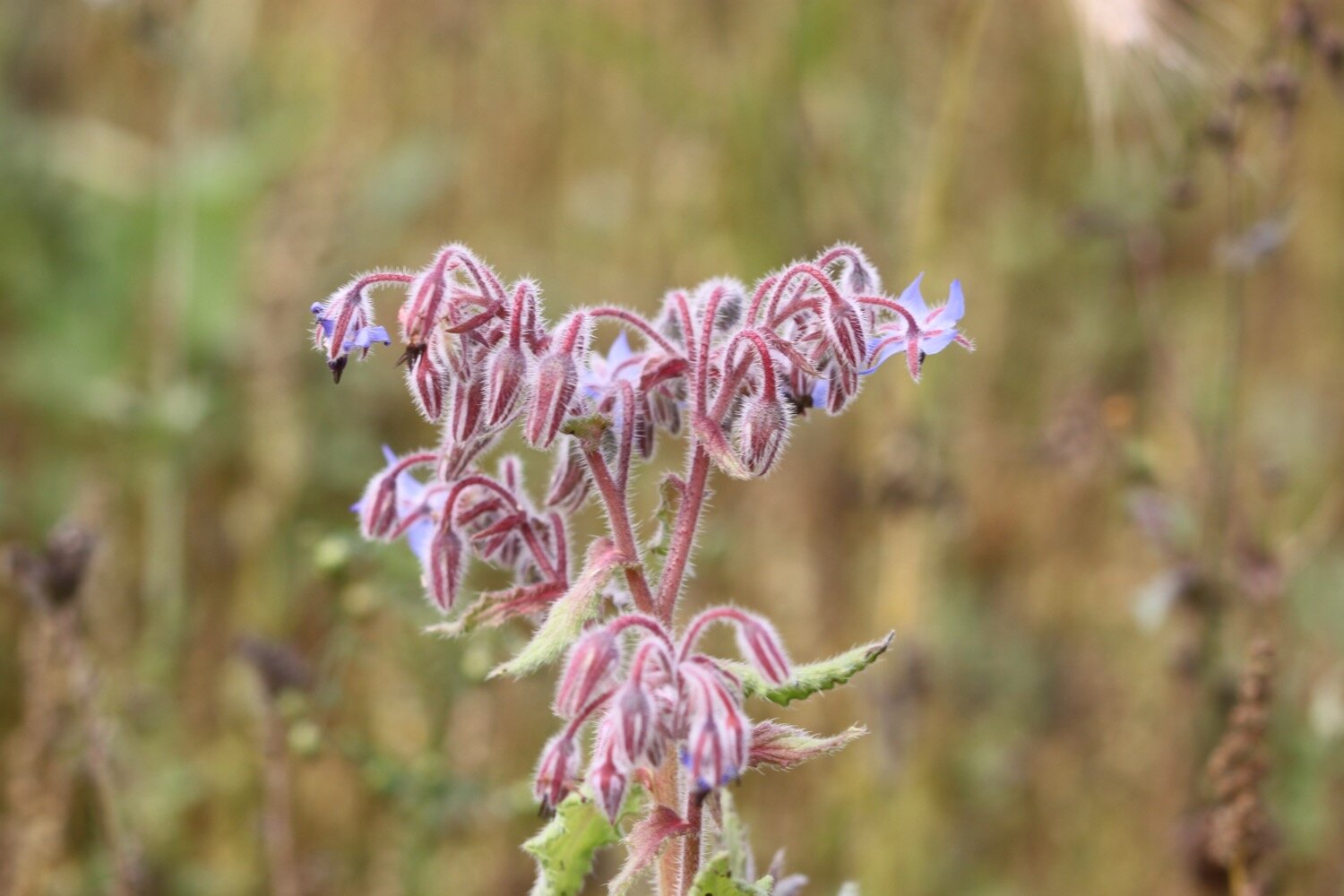 borage etc 6.jpg