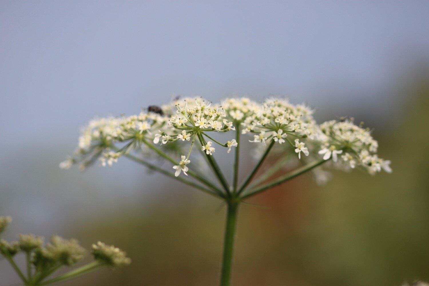 wildflowers 22.jpg