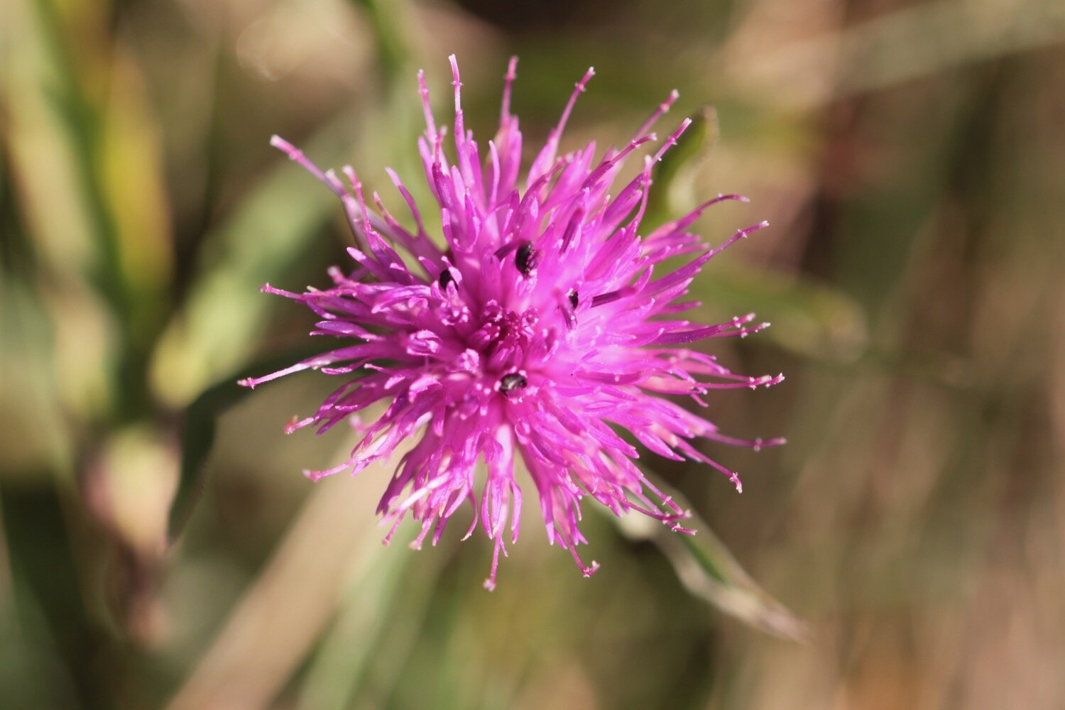 wildflowers 2.jpg