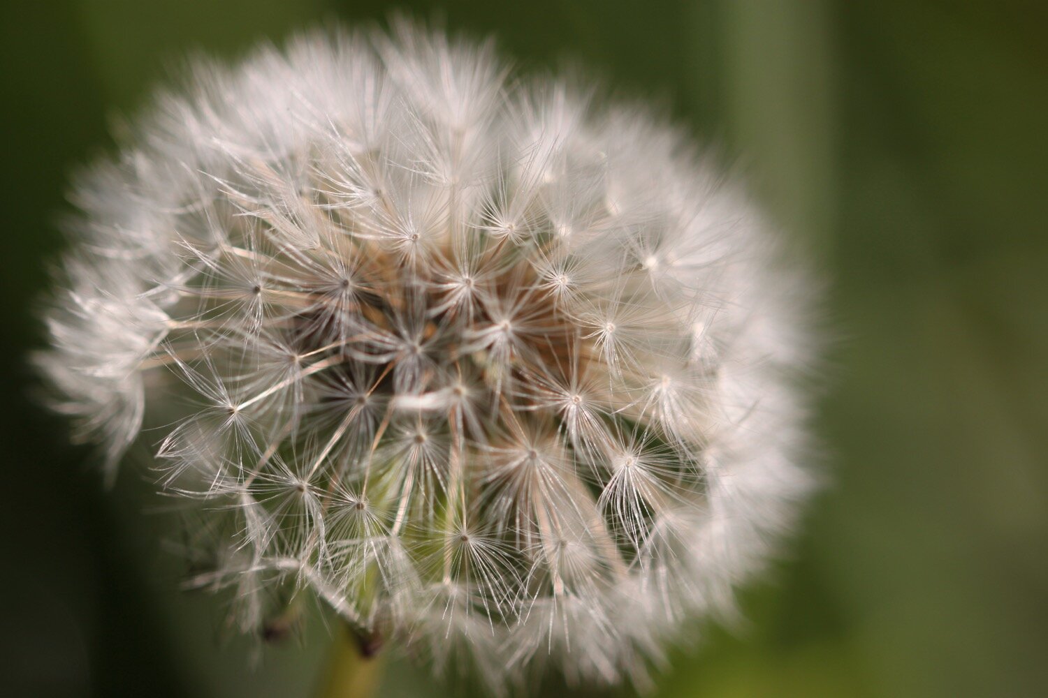 wildflowers 3.jpg