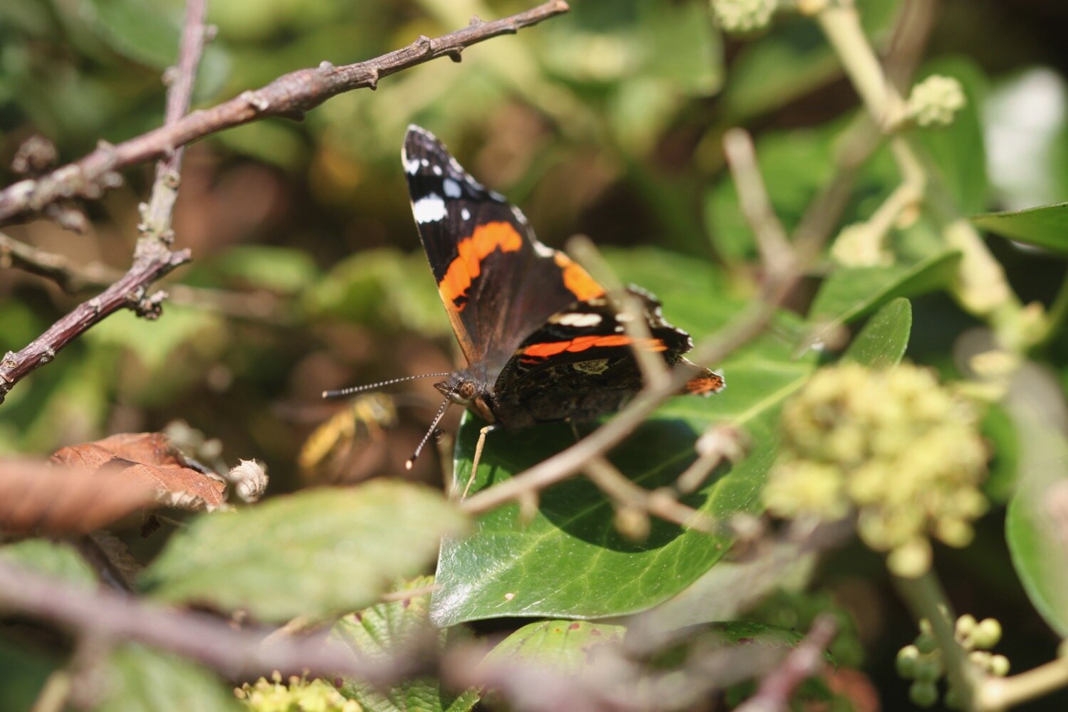 red admiral 2.jpg