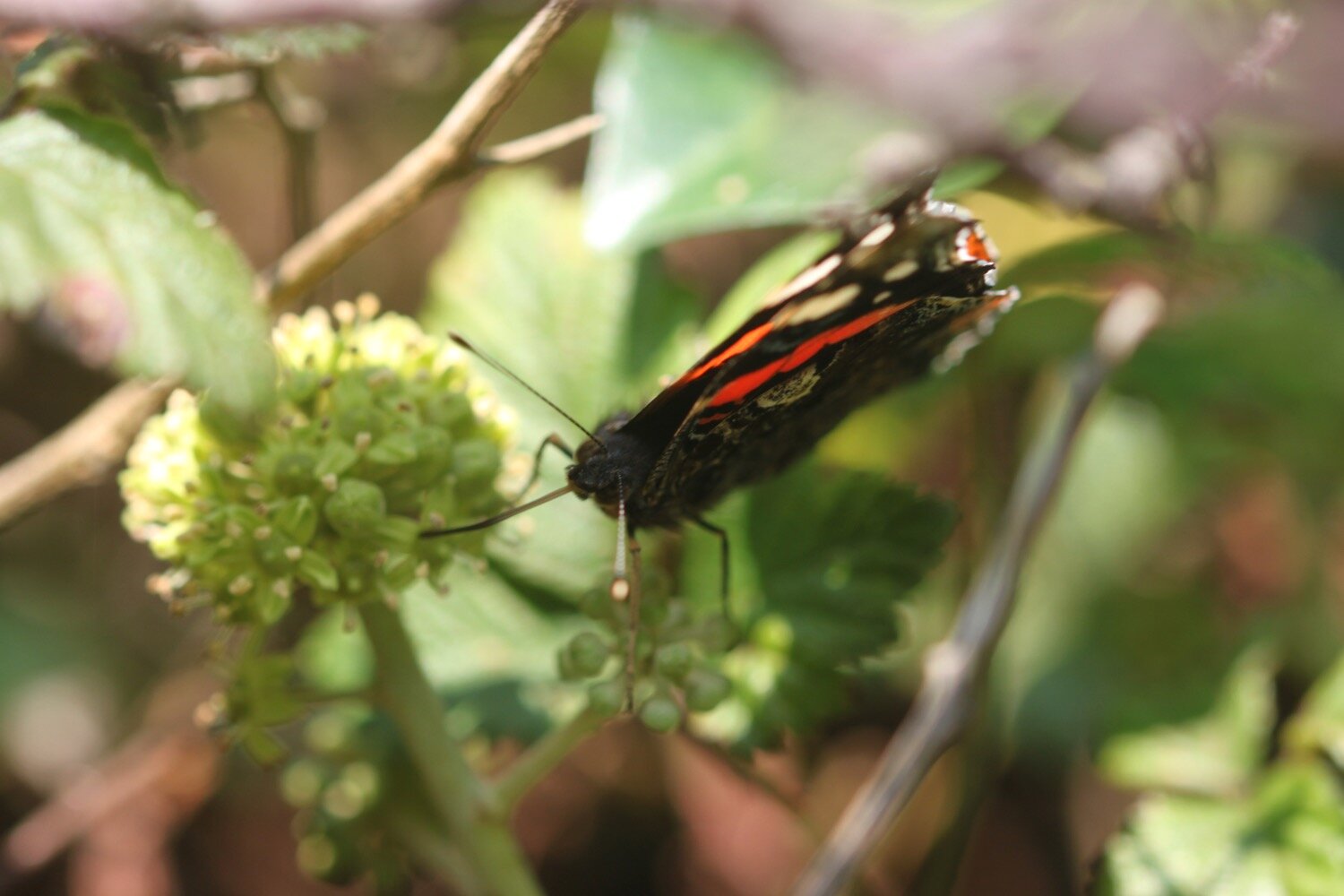 red admiral 3.jpg