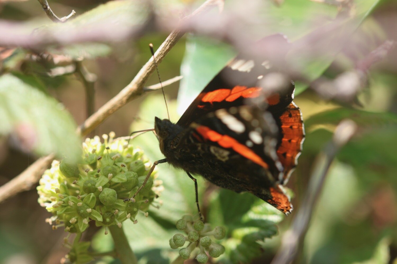 red admiral 5.jpg