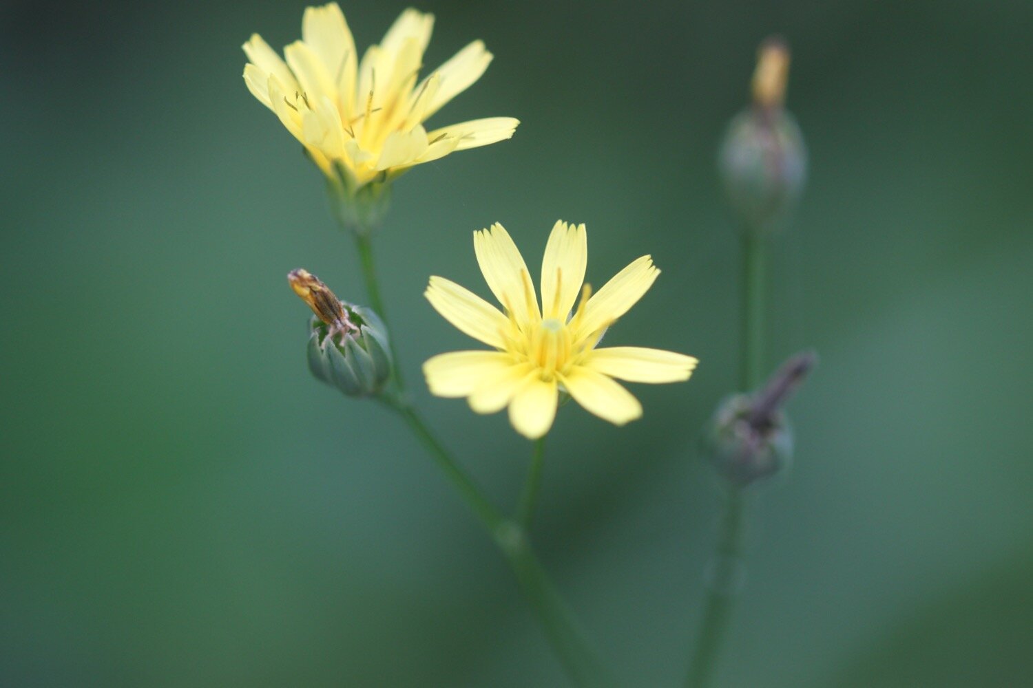 wildflowers 12.jpg