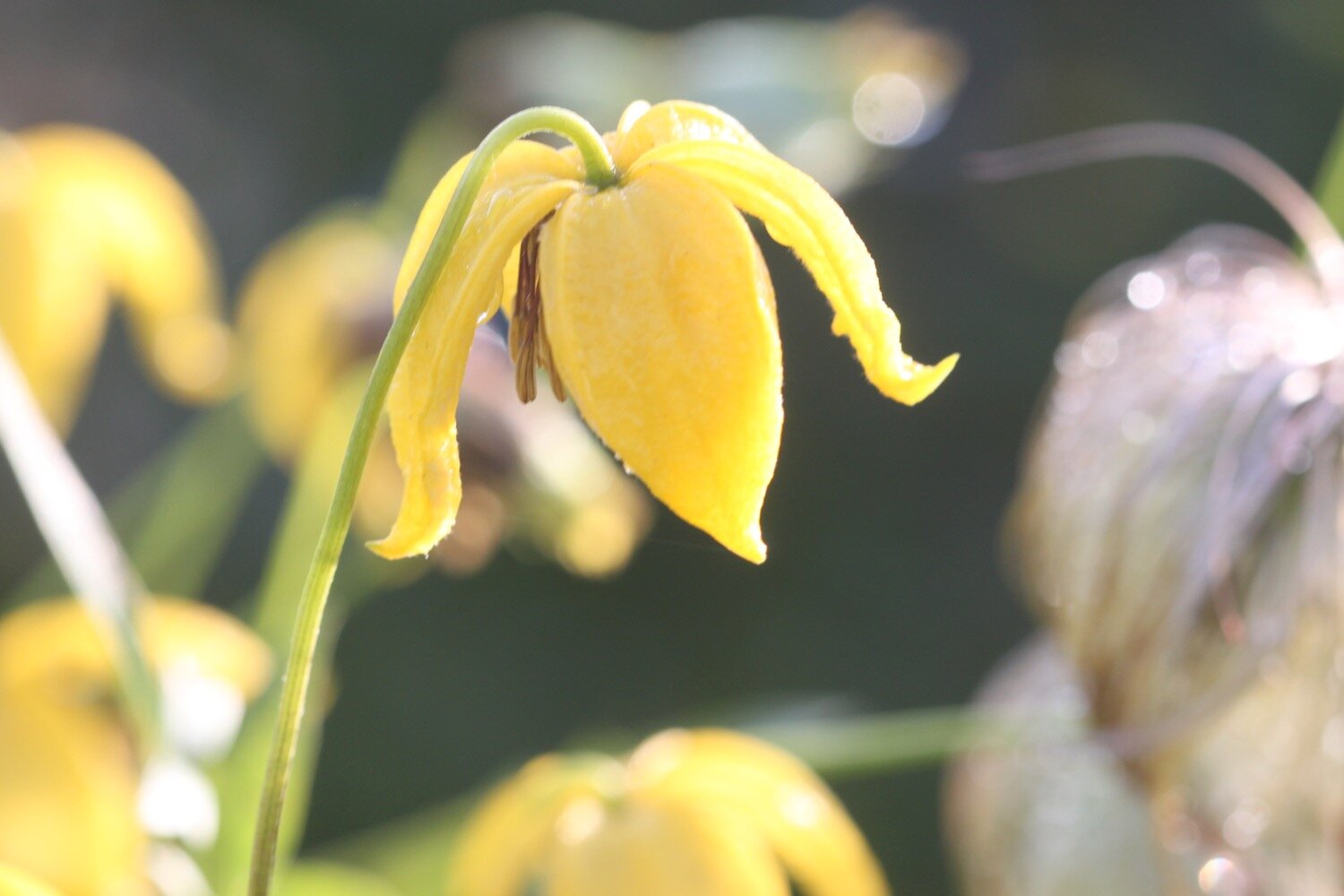 wildflowers 7.jpg