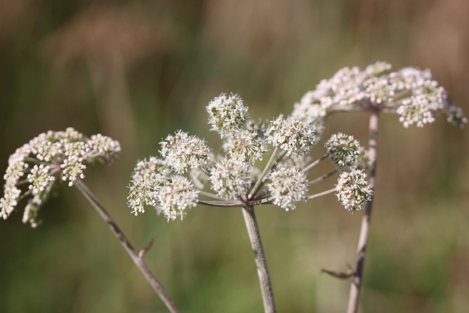 wildflowers 8.jpg