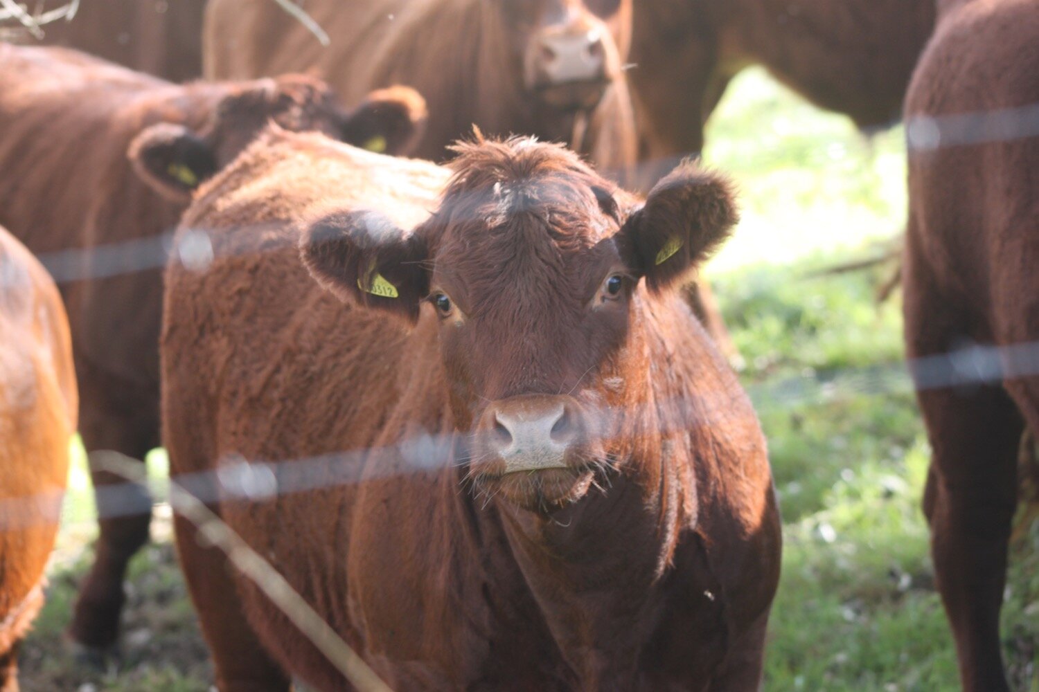 cows 7.jpg