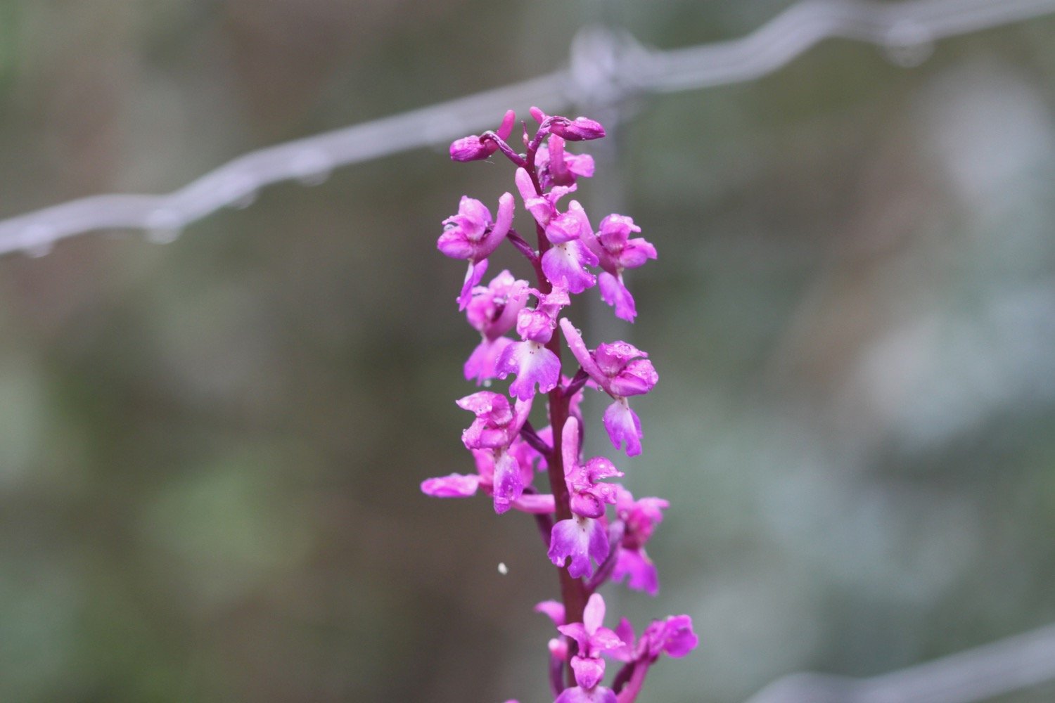 early purple orchid