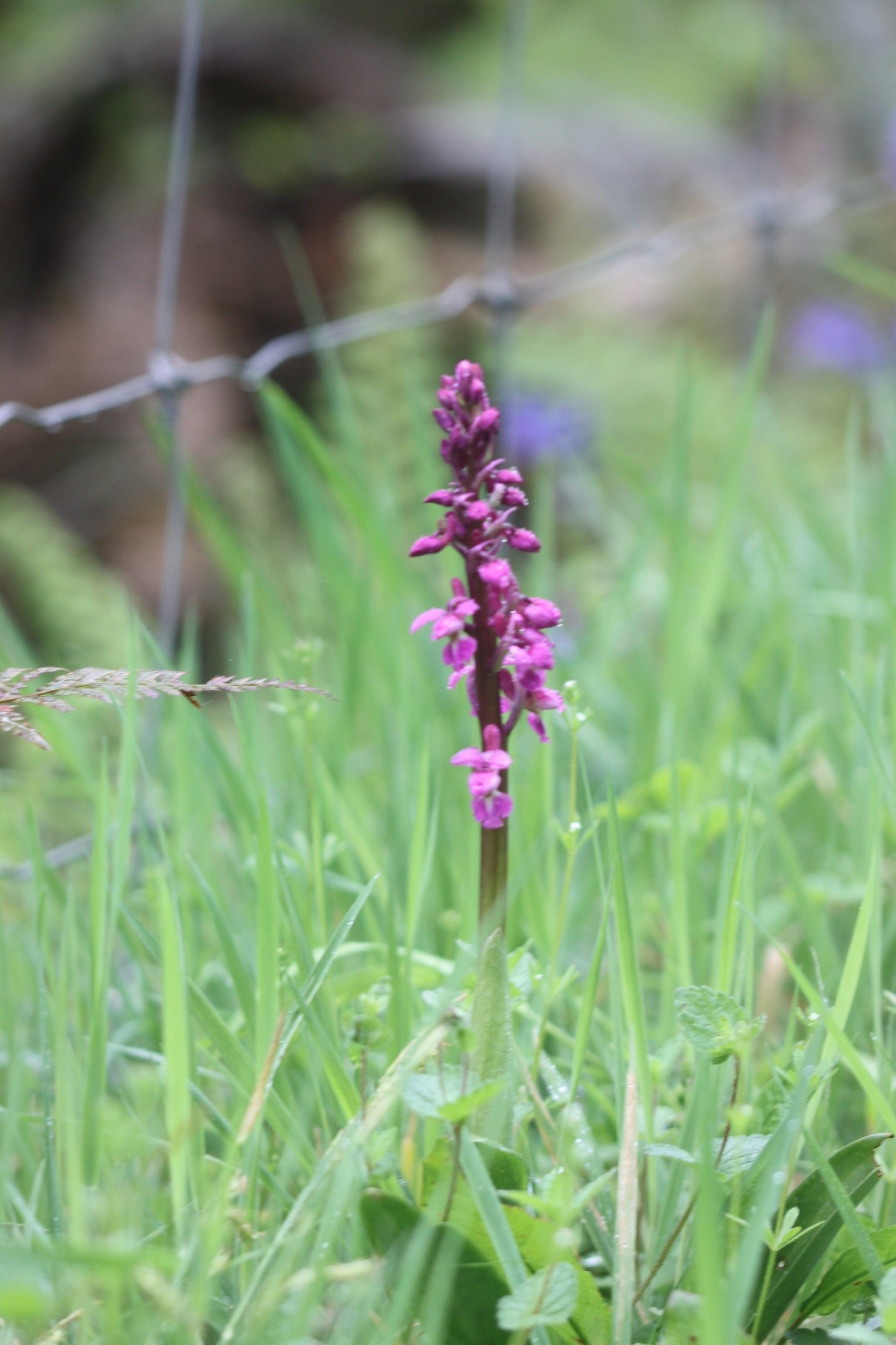 early purple orchid