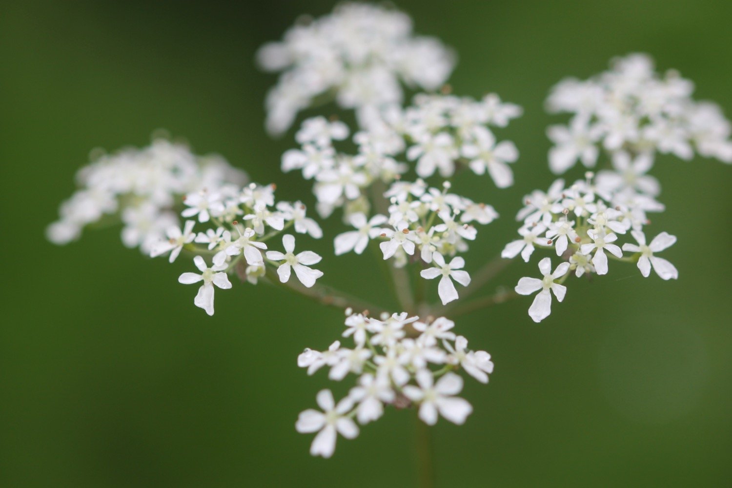 wildflowers 9.jpg